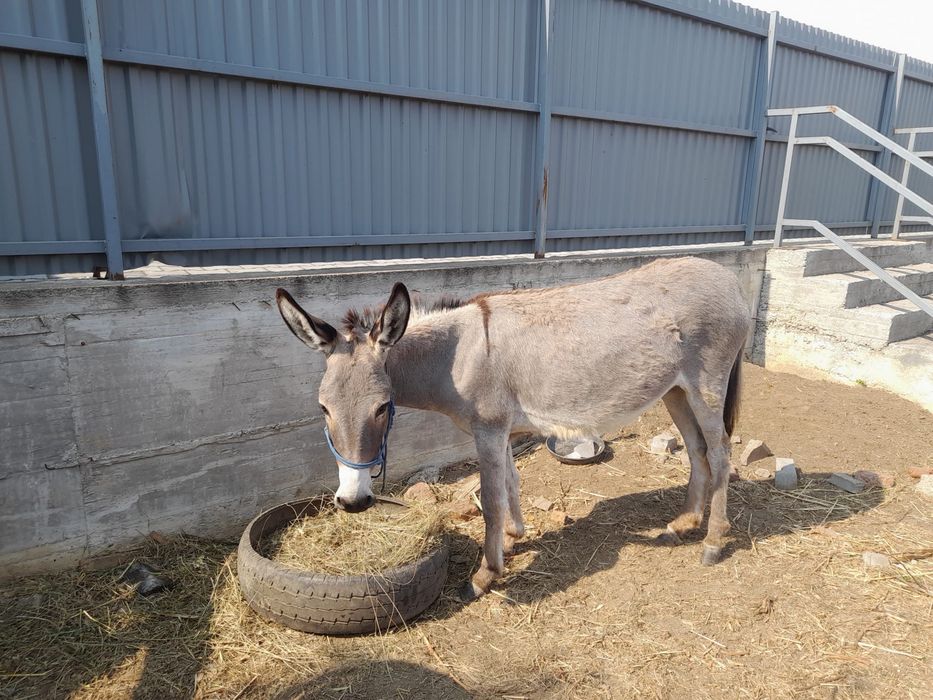 Doua Magarite disponibile / măgărițe