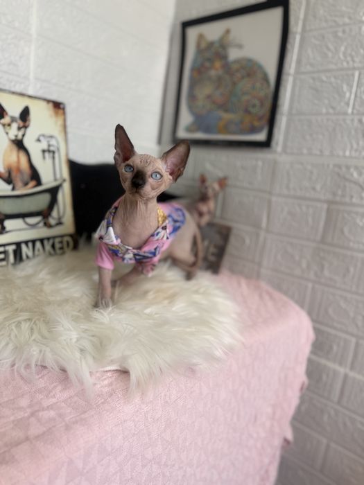 Baietel Sphynx teste si peidgree