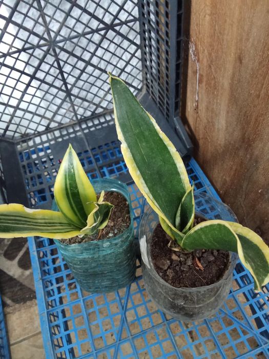 Сансевиера (Змийски меч)