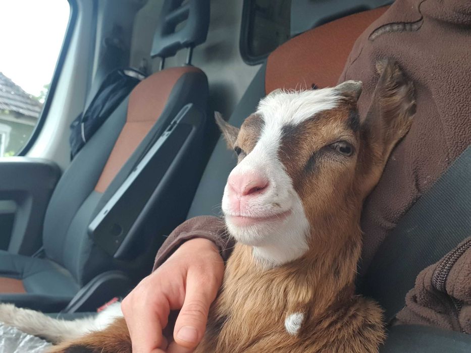 Vand capra alpina franceza la a 4-a fatare