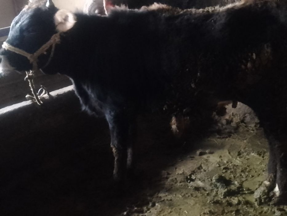 Борланған Құнажын