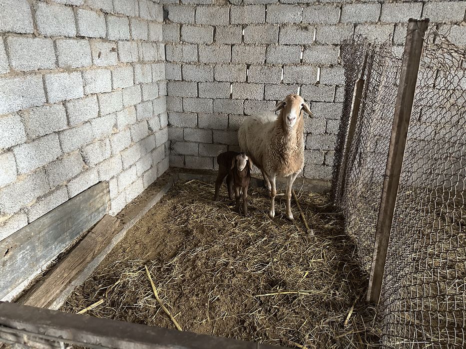 Qoy Arashan ona bola