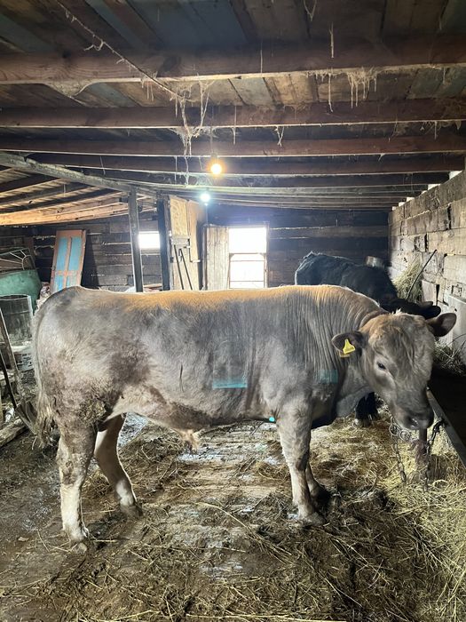 Продам бычка на племя