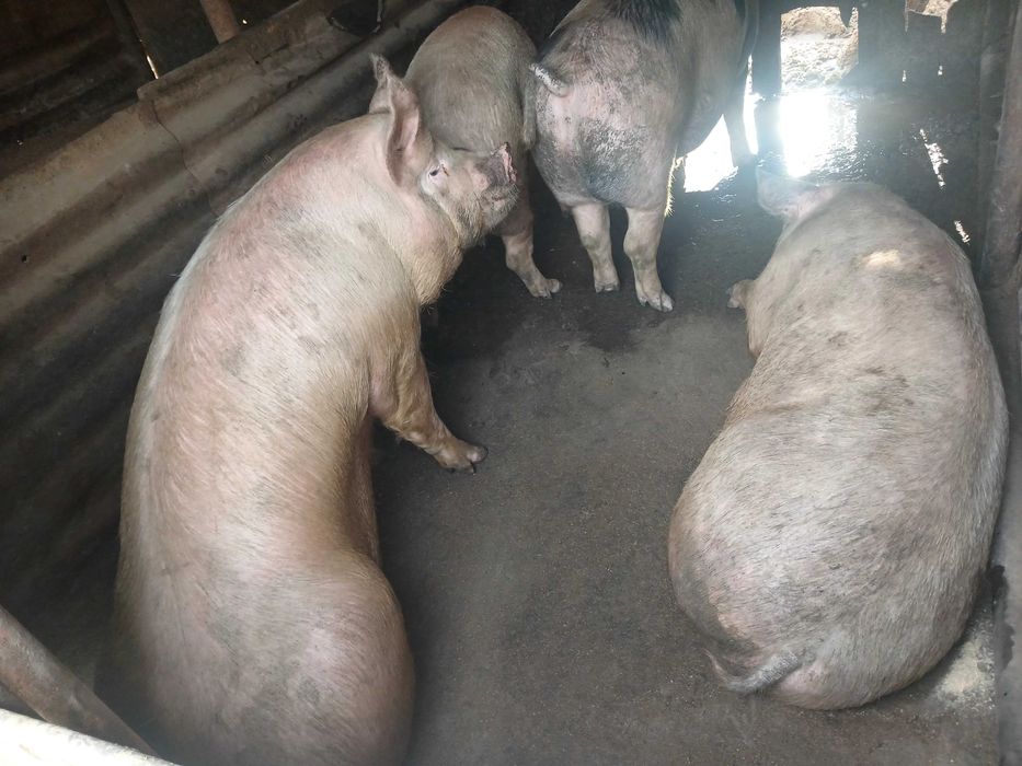 Угоени и малки  прасета