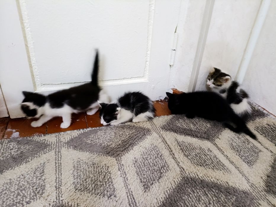 Kotyata, Mushuk котята мушук