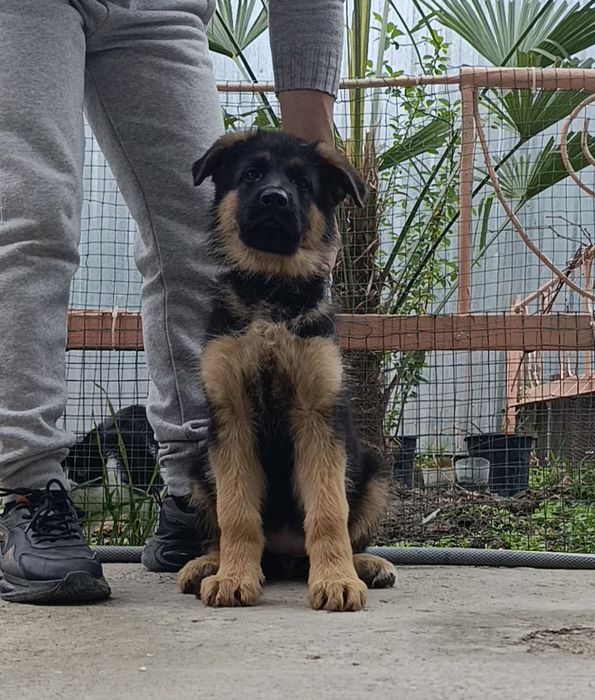 Щенки немецкой овчарки чистопородные ( шерсть стандарт)