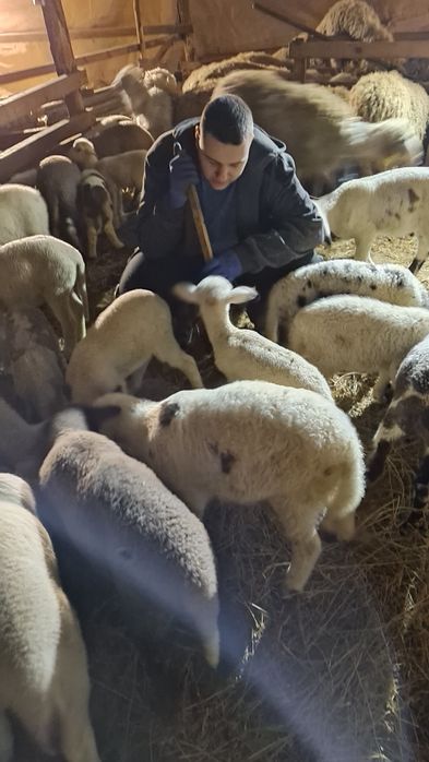 Агнета шилета  кочлета овце