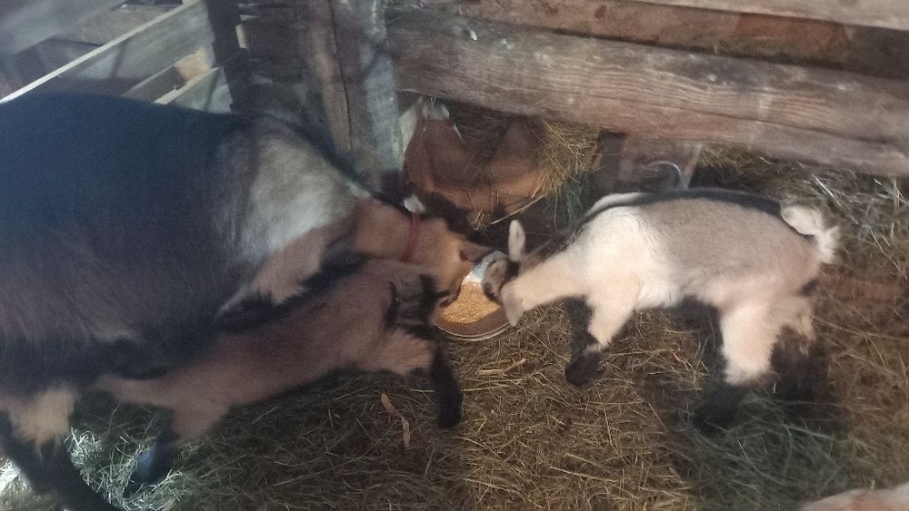 Capre și iezi de vânzare