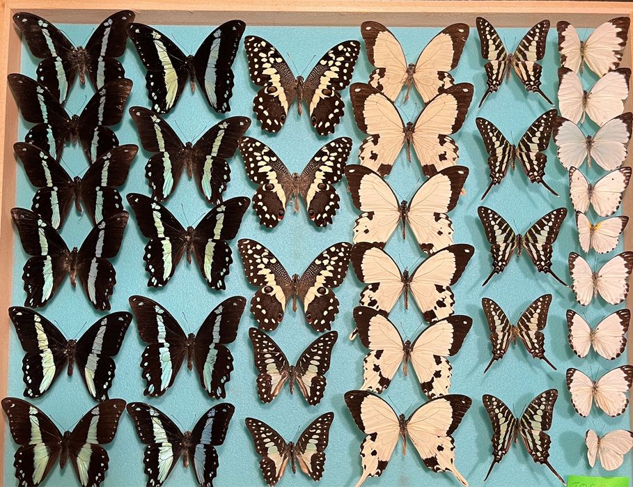 Колекция насекоми пеперуди