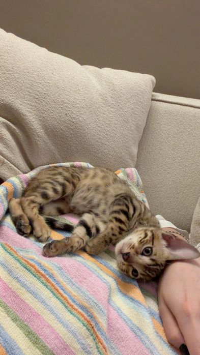 Бенгальский котенок