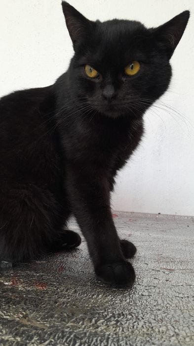 Ищем дом для котика