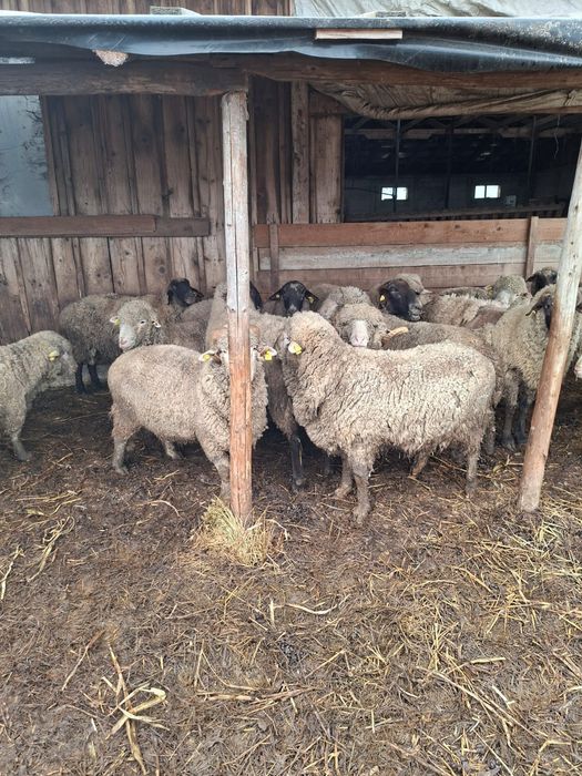 Vând Berbeci  Merinos și Cărăbași