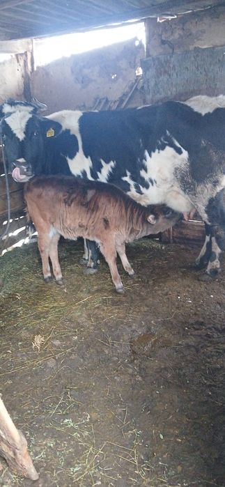 Vând vaca cu vitea fatatata de 2 luni