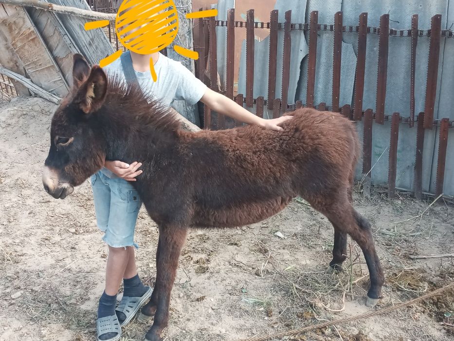 Ишачок продам 8000