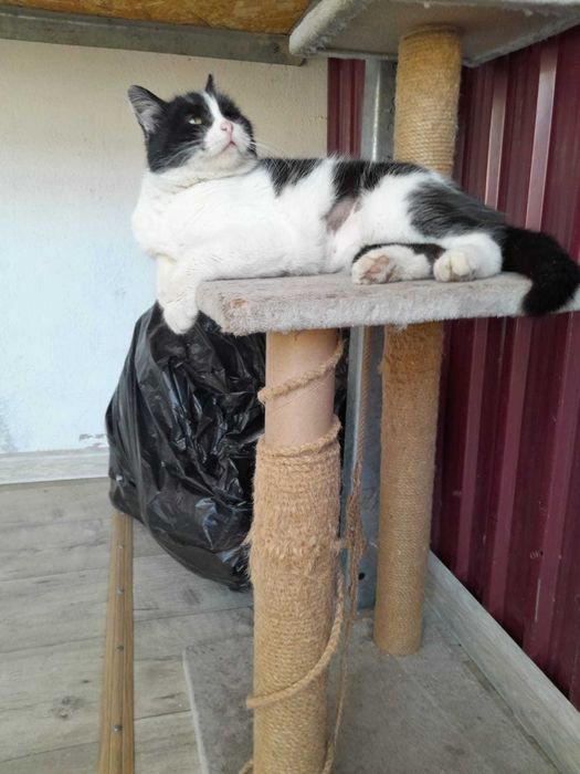 Ищем дом для кошечки