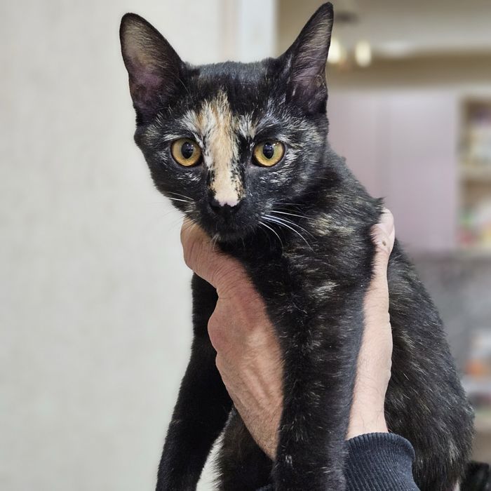 Нейти ищет любящий дом! Ташкент!