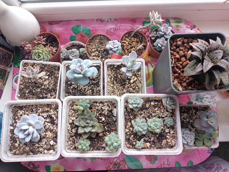 Продам суккуленты!