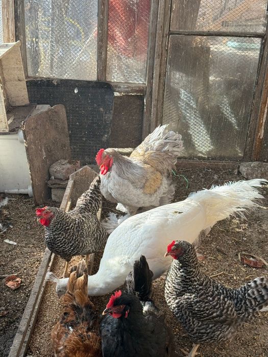 Декоративные птицы павлины