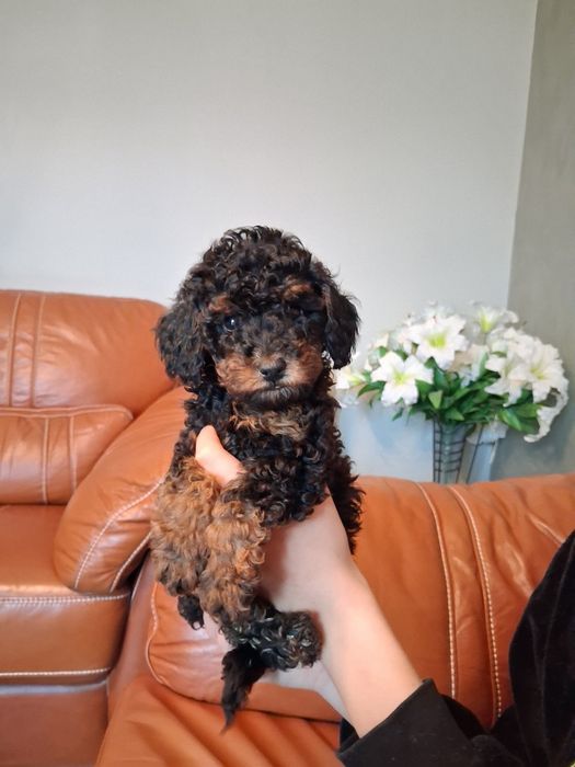 Пудели мини и той