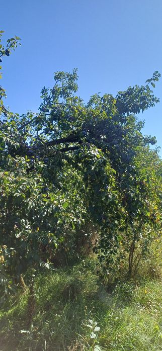 PRUNE de vanzare