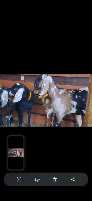 Vând lot Anglo Nubiene cu Pedigree