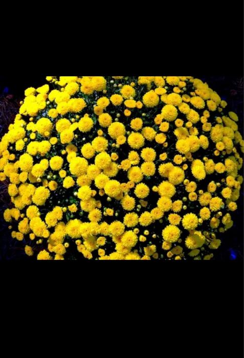 хризантема гуллар ва кочатлар голантиялик. котта абйомга доставка бор