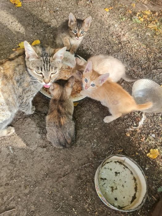 котята в добрые руки