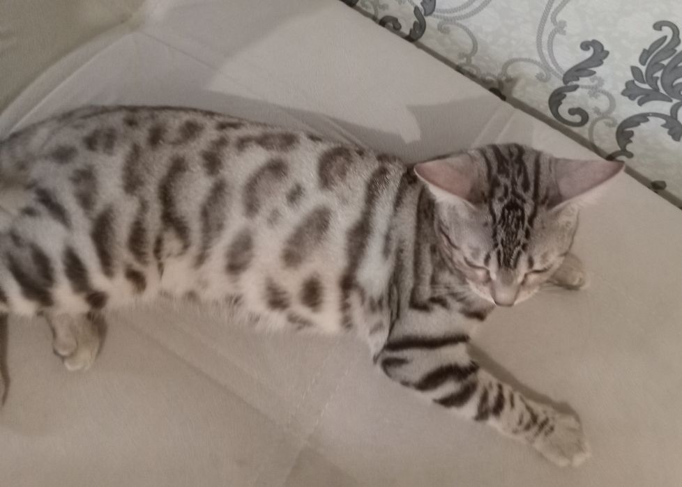 Бенгал на вязку!