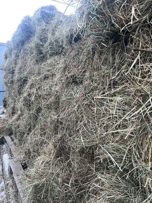Продам отличное СЕНО , зеленое