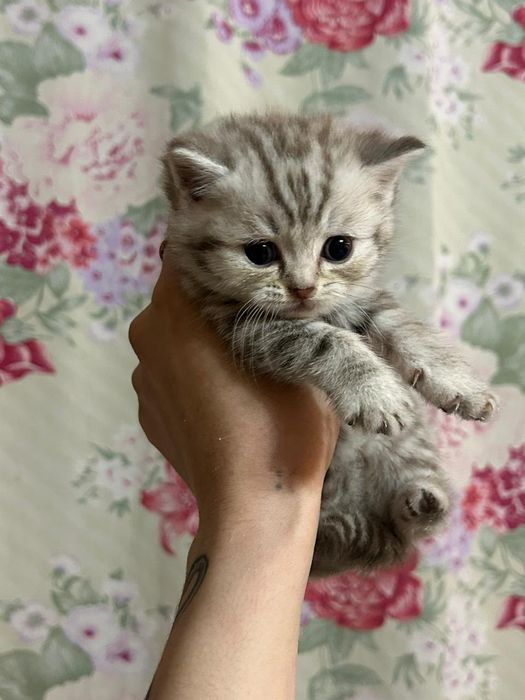 Шотландские котята Скоттиш-страйт