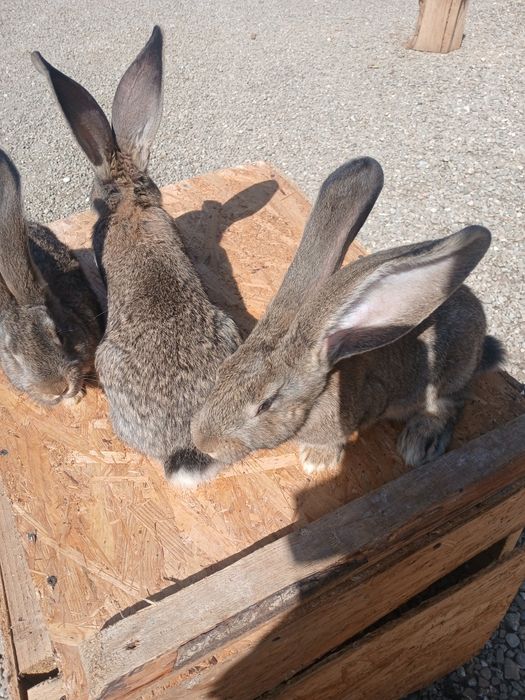 Iepuri uriaș german