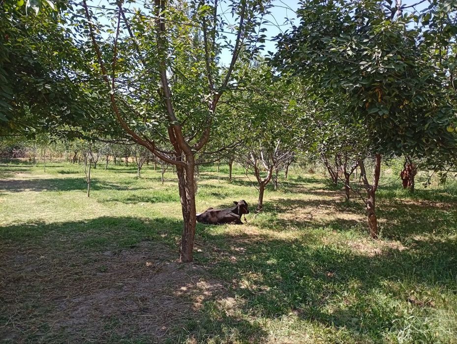 Uy sotiladi 12 sotix