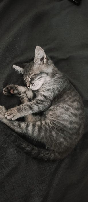 Срочно. Котенок.