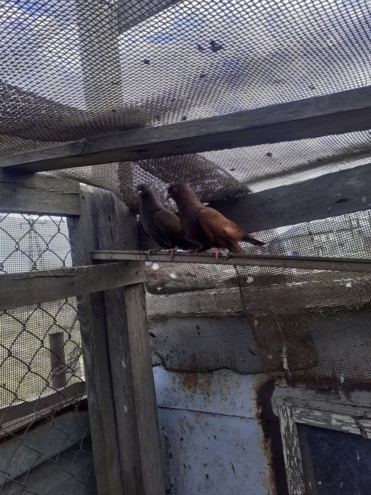 Продам красных бакинских  голубей.