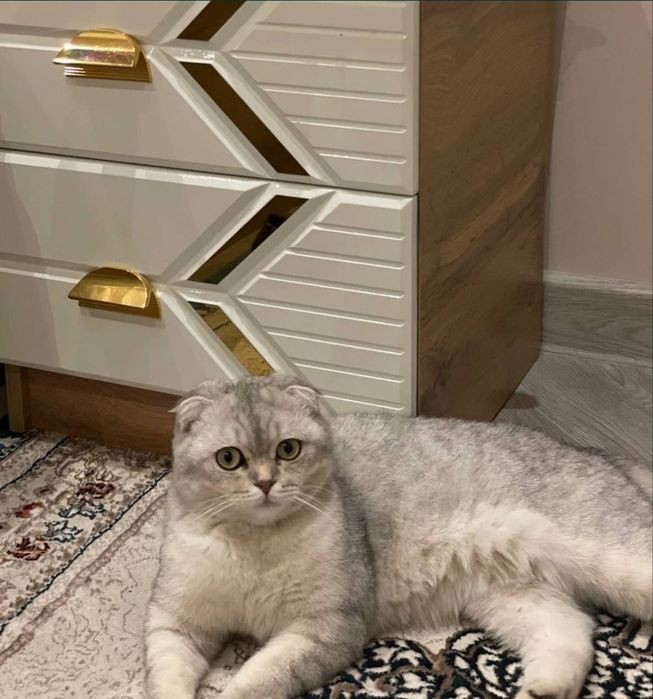 Scottish fold Sotiladi 300$