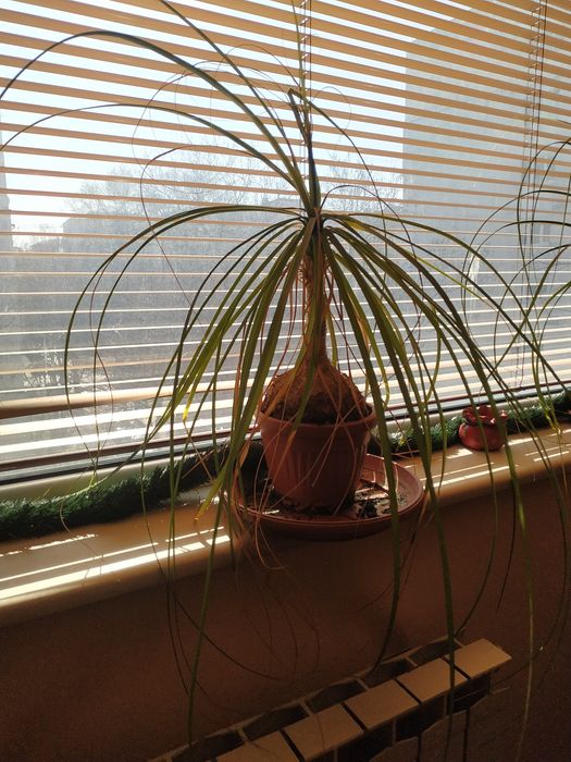 Продавам Нолина (слонски крак)