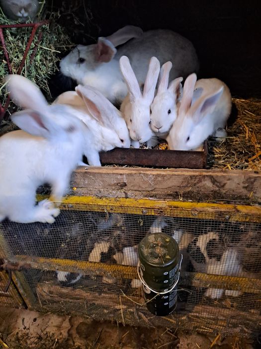 Vand iepuri secui cu fluture