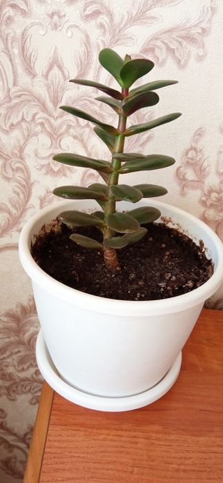 Продается цветок денежное дерево.