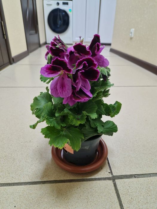 Продам комнатные цветы