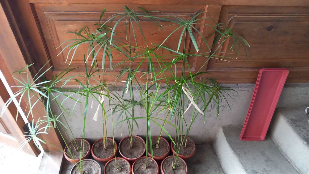 Комнатные цветы циперус, вид циперуса.