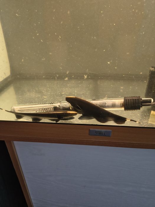 Ancistusi  pește Fantoma si discusi