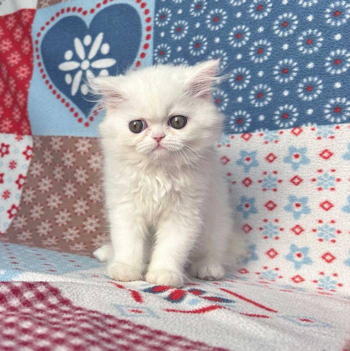 Scottish Straight Longhair exemplar superb, Pedigree