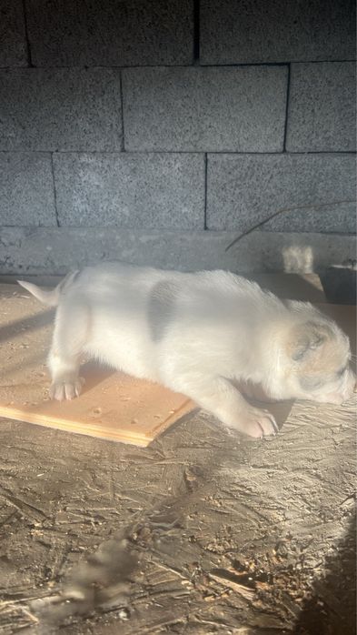 Алабай щенки 20000тг