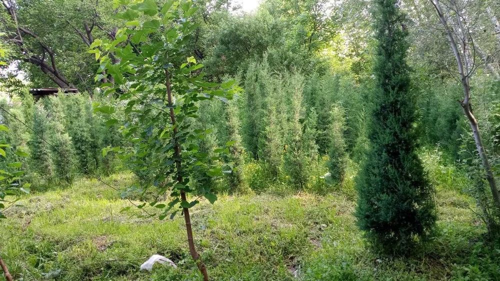 АРЧА можжевельник ОПТОМ