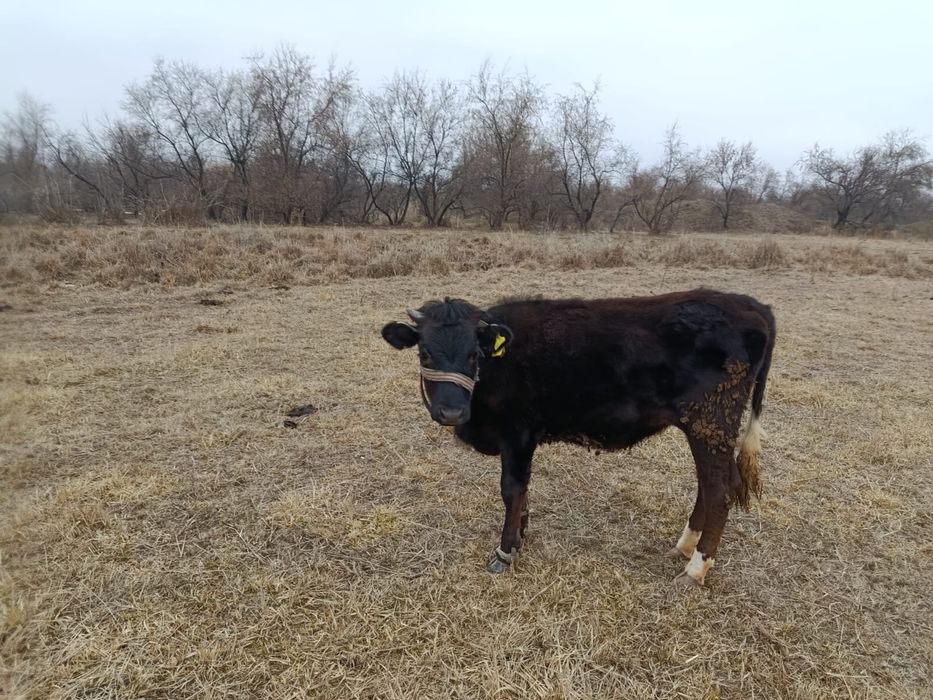 Окормда тұрған тайынша