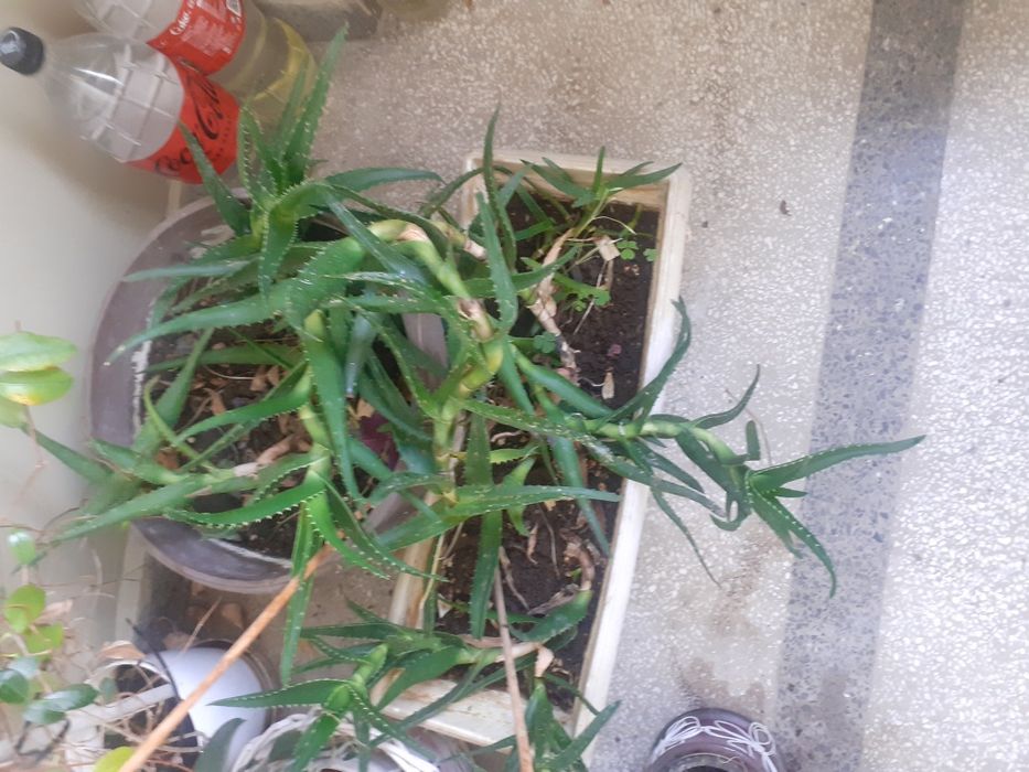 Предлагам Цвете Алое в саксия