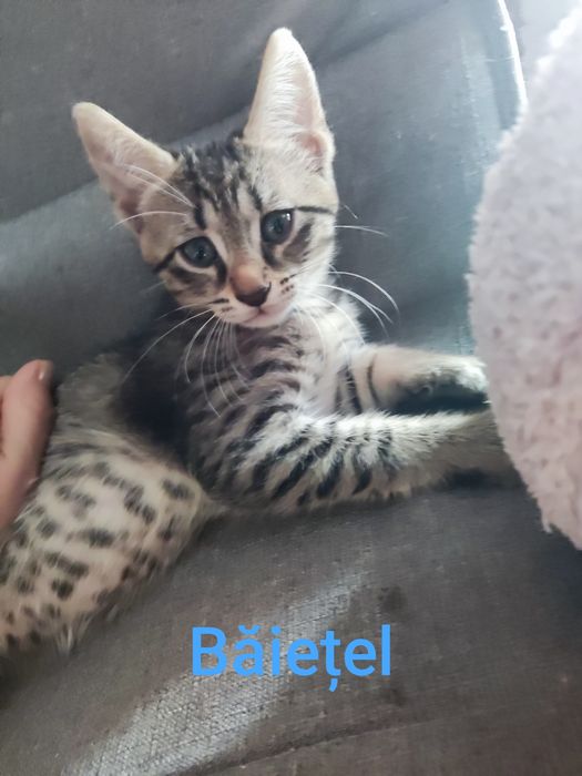 Pisicuțe pentru adoptie