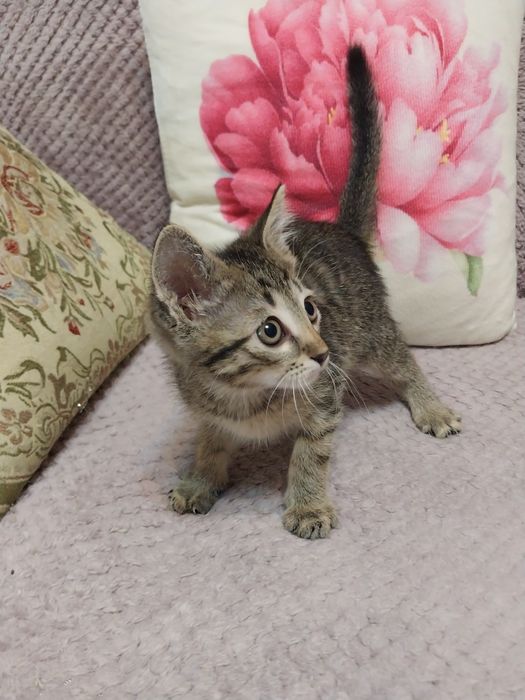 Котенок мальчик 2 месяца