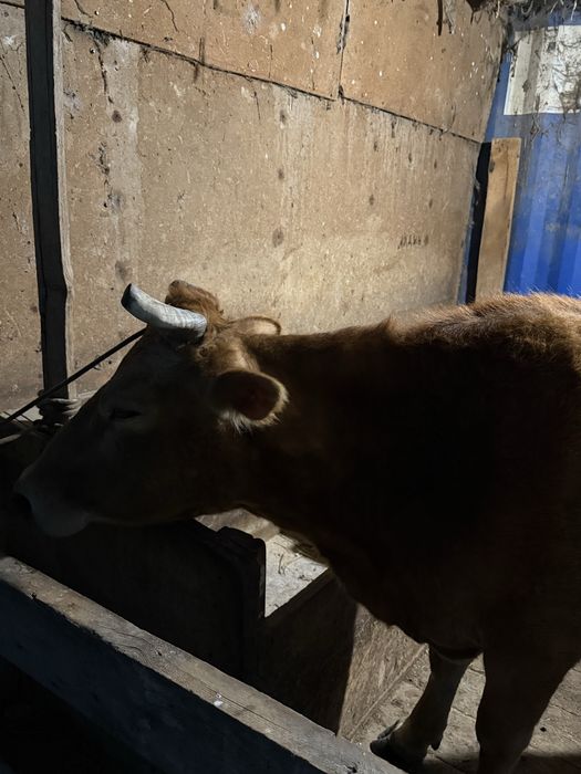 Дойная корова с теленком