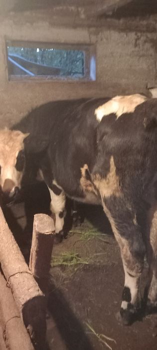 Vând  vițea de prăsilă. VULTUREȘTI  ARGEȘ